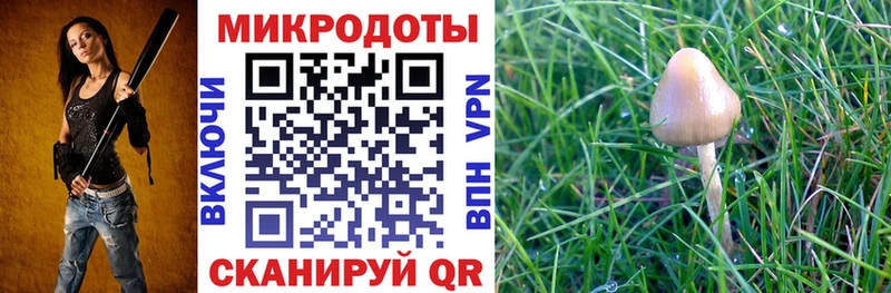 дарк нет какой сайт  Кохма  Галлюциногенные грибы Psilocybine cubensis 